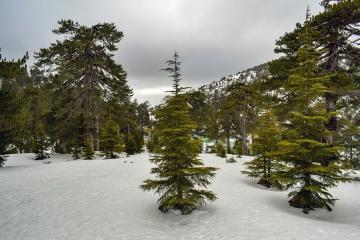 Winter holidays in Cyprus