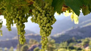 Winemaking in Cyprus: history and specialities