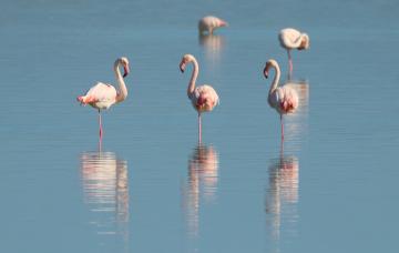 The blessed island of Cyprus: climate, flora and fauna